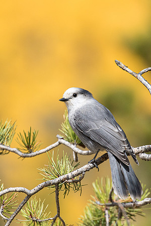Gray Jay (Perisoreus canadensis)