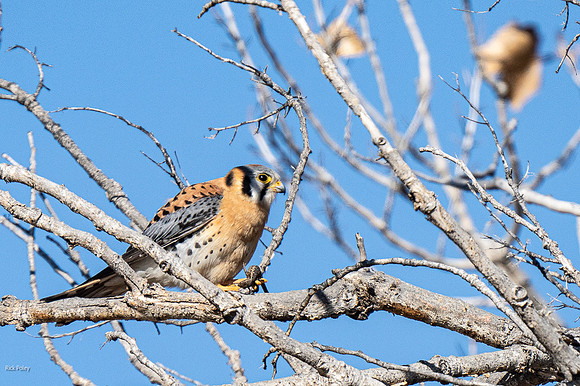 American Kestrel (Falco sparverius) With a Lizard