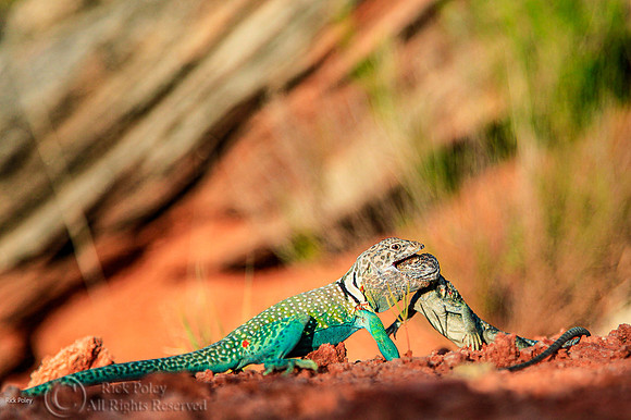 Fight to Death Common Collared Lizards (Crotaphytus collaris)