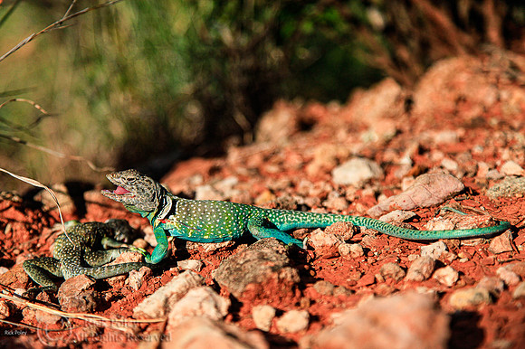 Fight to Death Common Collared Lizards (Crotaphytus collaris)