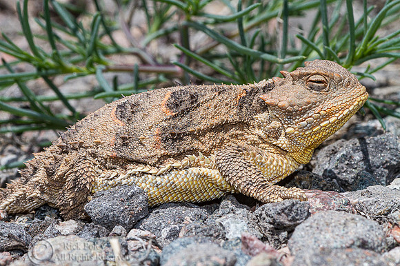Hernandez's Short-horned Lizard (Phrynosoma hernandesi hernandes)