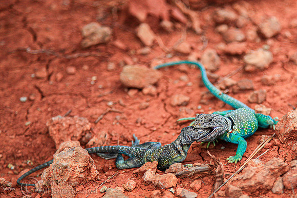 Fight to Death Common Collared Lizards (Crotaphytus collaris)