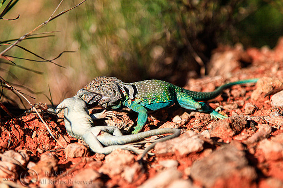 Fight to Death Common Collared Lizards (Crotaphytus collaris)