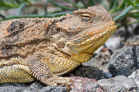 Hernandez's Short-horned Lizard (Phrynosoma hernandesi hernandes
