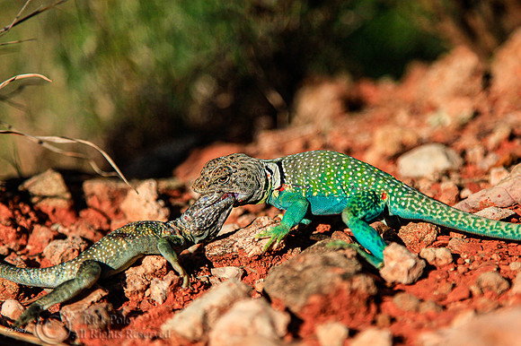 Fight to Death Common Collared Lizards (Crotaphytus collaris)