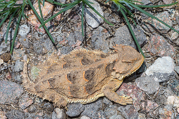 Hernandez's Short-horned Lizard (Phrynosoma hernandesi hernandes