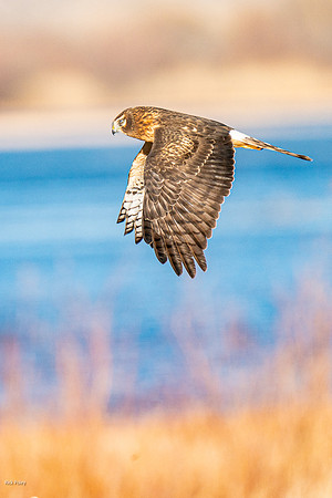 Female Northern Harrier (Circus cyaneus) in Flight