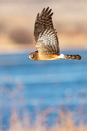 Female Northern Harrier (Circus cyaneus) in Flight