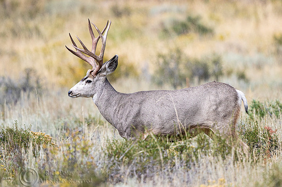 Mule Deer (Odocoileus hemionus)