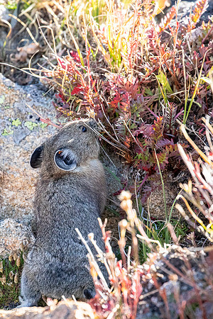 American Pika (Ochotona princeps) Foraging