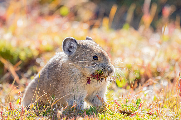 American Pika (Ochotona princeps) Harvesting Food