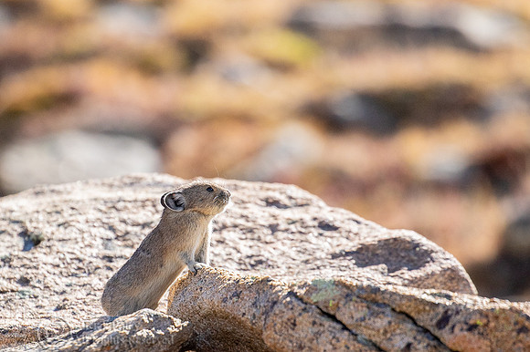 American Pika (Ochotona princeps)