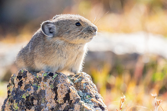 American Pika (Ochotona princeps) on Lookout Duty