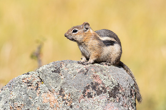 Golden-mantled Ground Squirrel (Callospermophilus lateralis)
