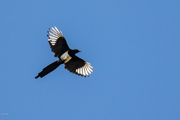 Black-billed Magpie (Pica hudsonia) in Flight