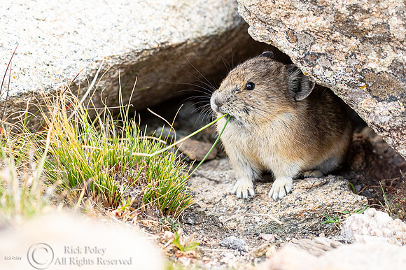 American Pika (Ochotona princeps)