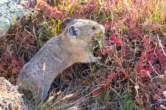 American Pika (Ochotona princeps) Foraging