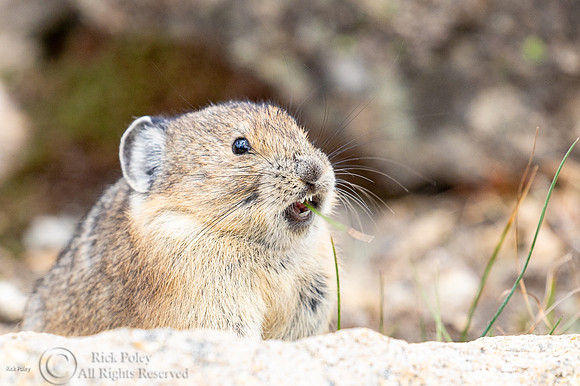 American Pika (Ochotona princeps) Calling