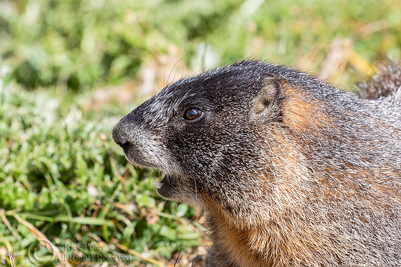 Yellow-bellied Marmot (Marmota flaviventris) Chirping