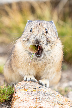 American Pika (Ochotona princeps) Eating a Leaf