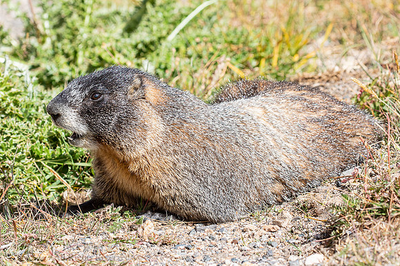 Yellow-bellied Marmot (Marmota flaviventris) Calling
