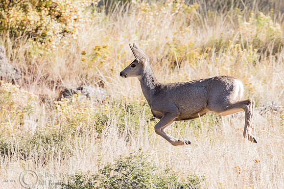 Running Juvenile Mule Deer (Odocoileus hemionus)