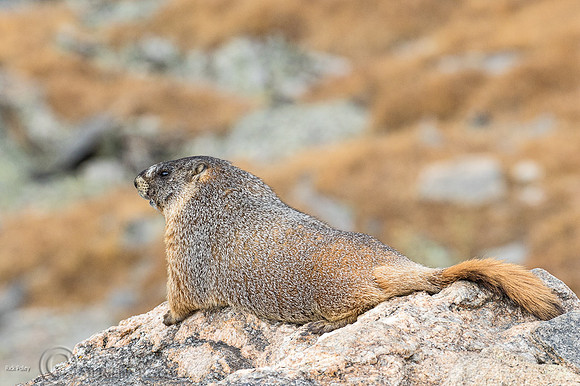 Yellow-bellied Marmot (Marmota flaviventris) on Talus Slope