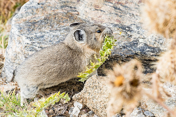 American Pika (Ochotona princeps) Caching Food