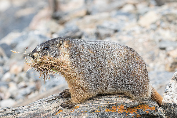 Yellow-bellied Marmot (Marmota flaviventris) Caching Hay