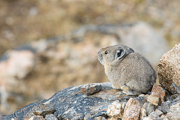 American Pika (Ochotona princeps)
