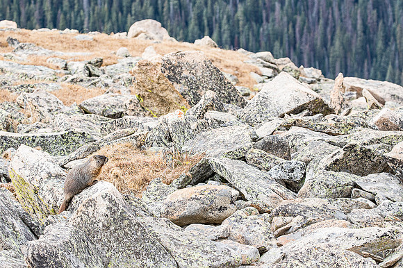 Yellow-bellied Marmot (Marmota flaviventris) on Talus Slope
