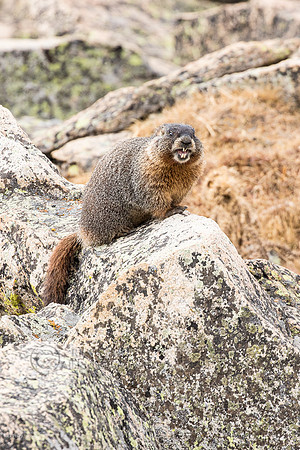 Yellow-bellied Marmot (Marmota flaviventris) Calling