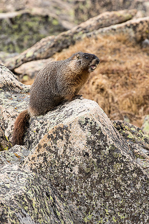 Yellow-bellied Marmot (Marmota flaviventris)