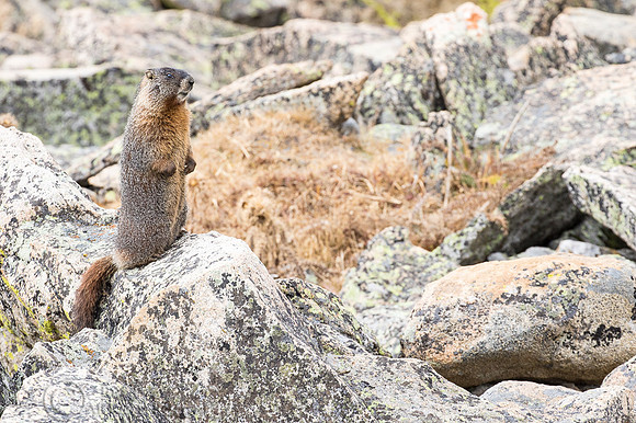 Yellow-bellied Marmot (Marmota flaviventris) Standing Upright