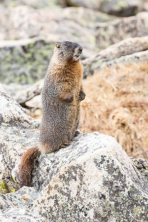 Yellow-bellied Marmot (Marmota flaviventris) Standing Upright
