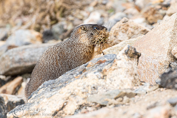 Yellow-bellied Marmot (Marmota flaviventris) Caching Food for Wi