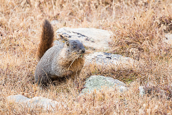 Yellow-bellied Marmot (Marmota flaviventris) Harvesting Grasses