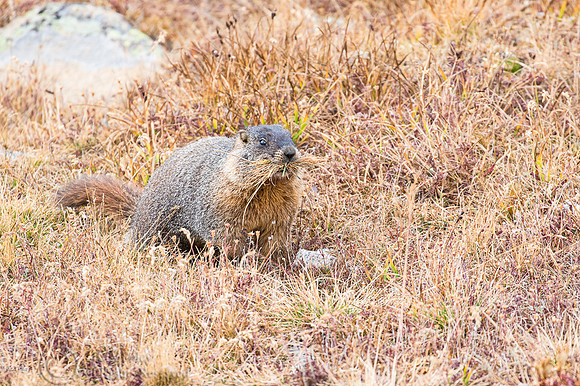 Yellow-bellied Marmot (Marmota flaviventris) HArvesting Grasses