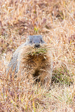 Yellow-bellied Marmot (Marmota flaviventris) With Harvested Gras