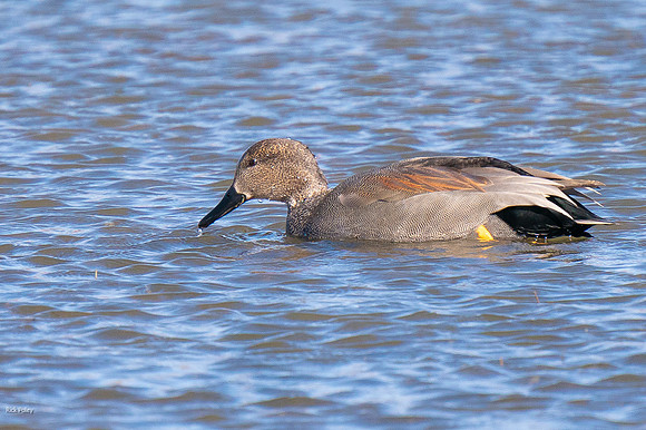 Drake Gadwall (Mareca strepera) Feeding