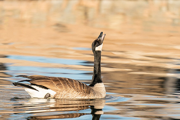 Canada Goose (Branta canadensis) Threat Display