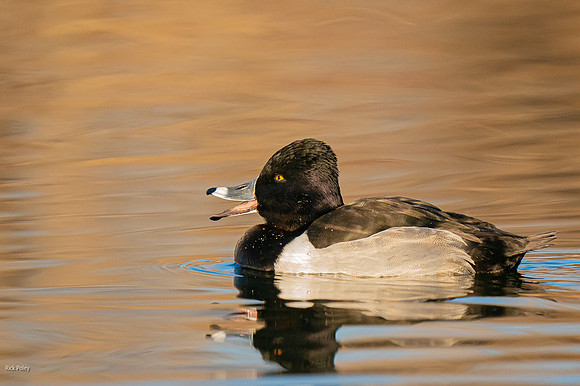 Drake Ring-necked Duck (Aythya collaris) Calling