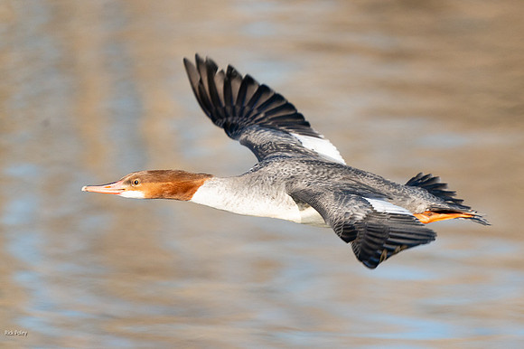 Common Merganser (Mergus merganser) Hen Flying