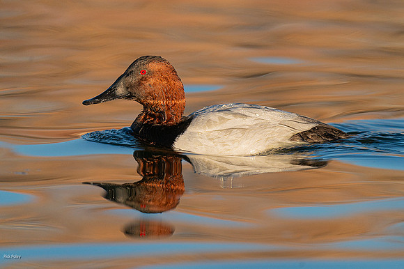 Drake Canvasback (Aythya valisineria), & Autumn Reflections