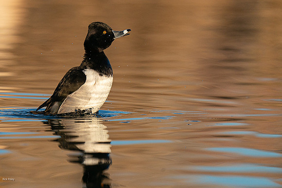 Drake Ring-necked Duck (Aythya collaris) Headthrow