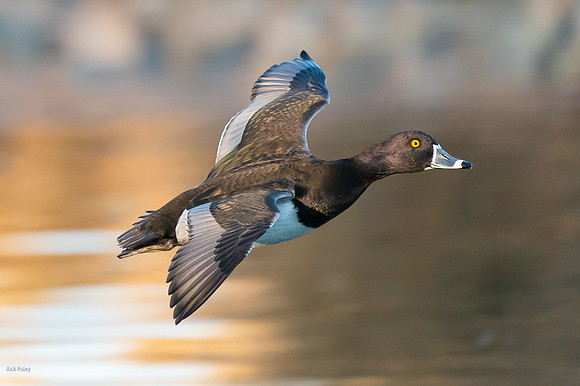Drake Ring-necked Duck (Aythya collaris) Flying