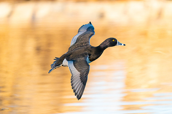 Drake Ring-necked Duck (Aythya collaris) Flying With Autumn Refl