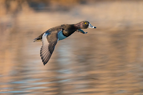 Male Ring-necked Duck (Aythya collaris) in Flight