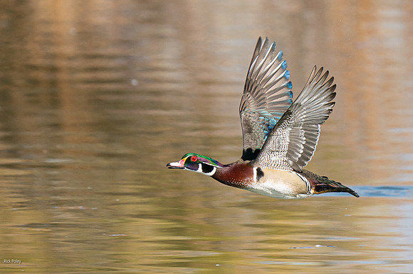 Drake Wood Duck (Aix sponsa) in Flight