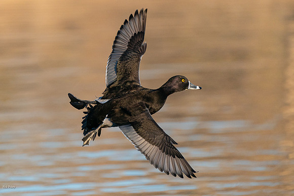 Drake Ring-necked Duck (Aythya collaris) Flying